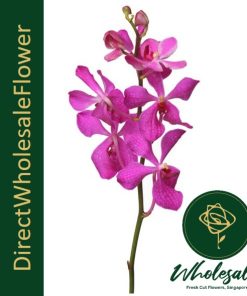 mokara orchid purple