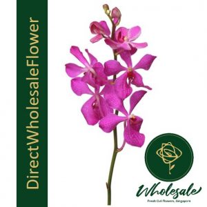 mokara orchid purple