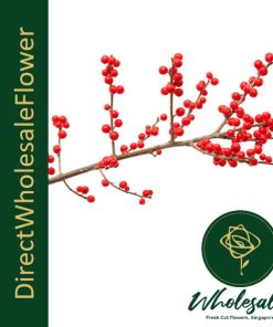 Ilex verticillata winterberry