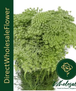 DILLE VISNAGA