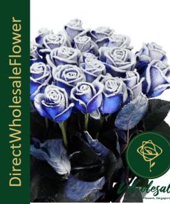 dwf rose blue frost HOLLAND