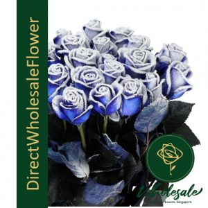 dwf rose blue frost HOLLAND