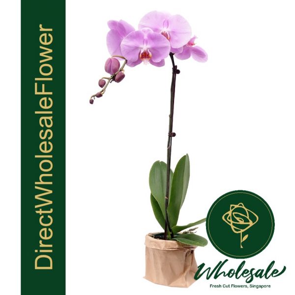 Pink orchid plant