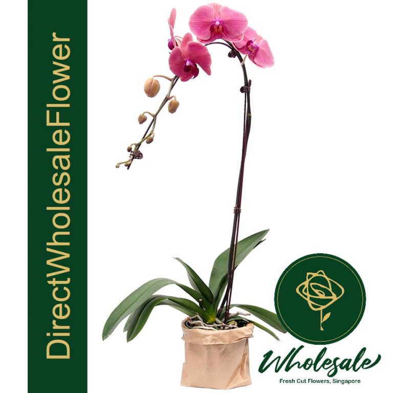 POP04 Tangerine Phalaenopsis Orchid Plant Flower Wholesale in Singapore