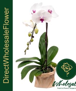 mount lip phalaenopsis orchid