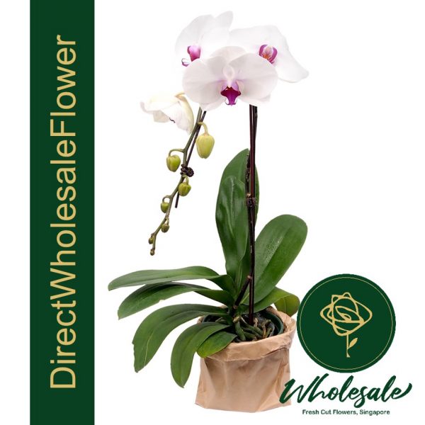 mount lip phalaenopsis orchid
