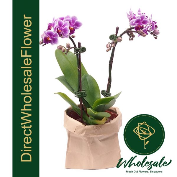 2 tone purple mini phalaenopsis orchid plant delivery 5
