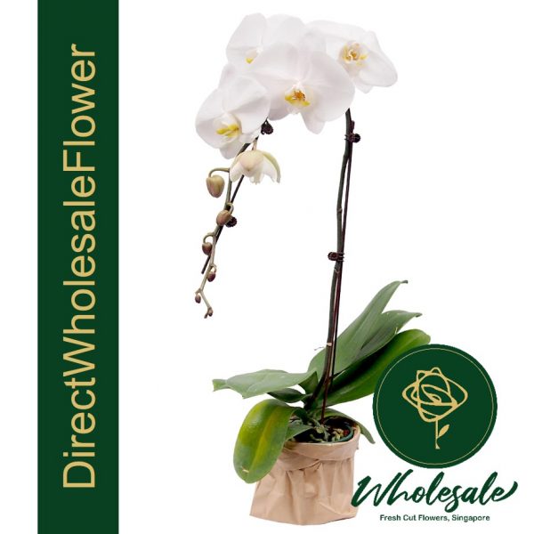 white phalaenopsis plant delivery