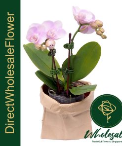 light pink phalaenopsis orchid