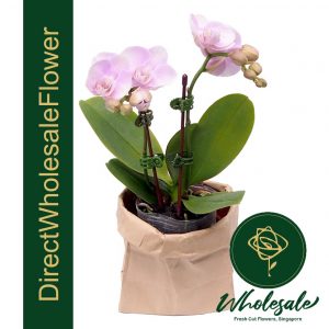 light pink phalaenopsis orchid