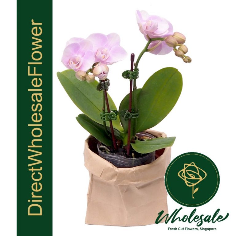 POP09 Light Pink Mini Phalaenopsis Orchid Plant Flower Wholesale in