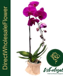 purple phalaenopsis orchid plant delivery
