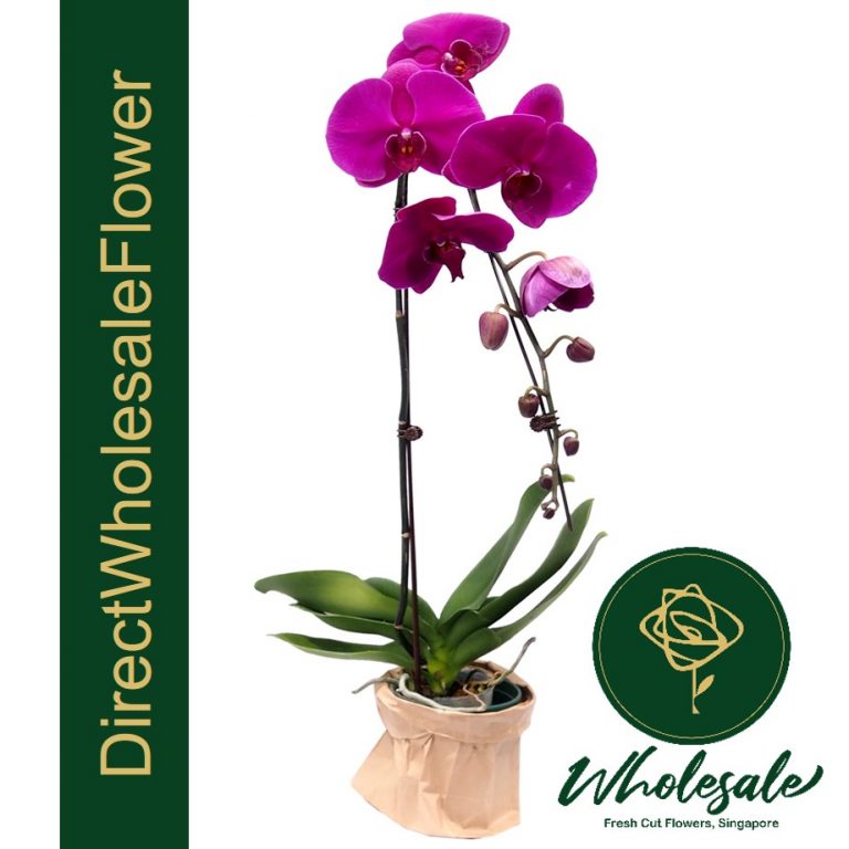 POP01 Purple Phalaenopsis Orchid Plant Flower Wholesale in Singapore