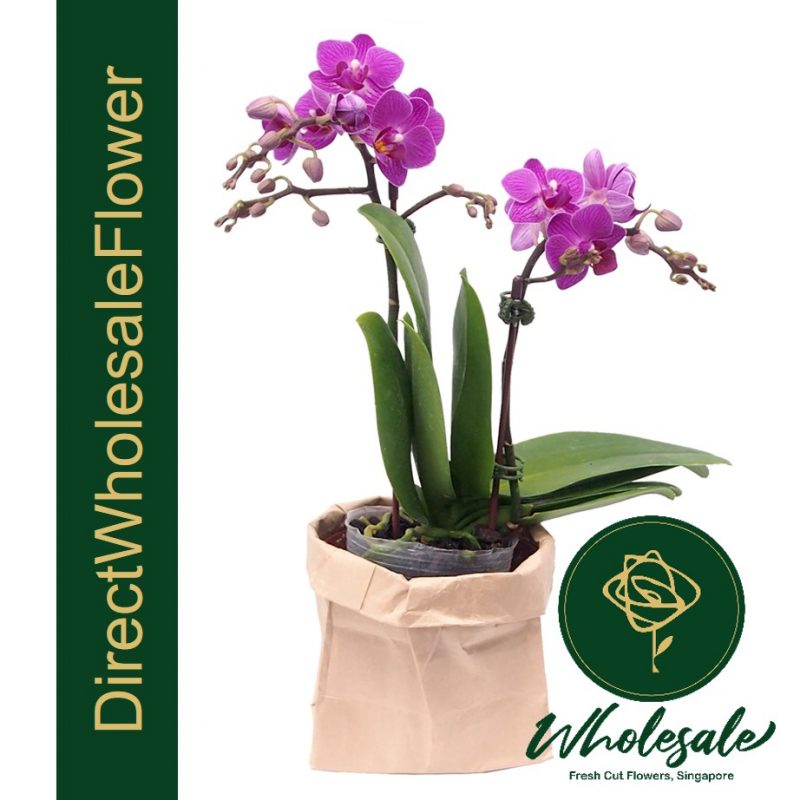 POP06 Purple Mini Phalaenopsis Orchid Plant Flower Wholesale in Singapore