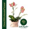 mini tangerine phalaenopsis orchid