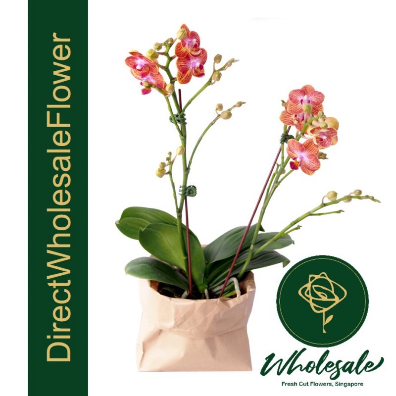 POP08 Tangerine Mini Phalaenopsis Orchid Plant Flower Wholesale in