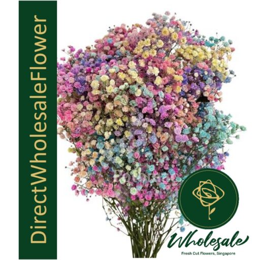 dwf tinted colored rainbow baby breath